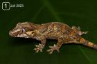 0. 0. 3 NZ Rhacodactylus auriculatus