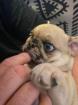 Mops Welpe Retromops nach altdeutschem Vorbild