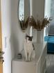 Kater freigänger sucht neues zu Hause